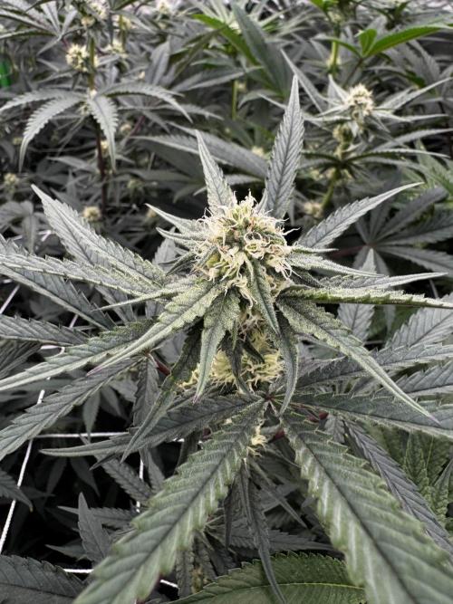 winter wonderland. Week 3 - day 24 | 11/7