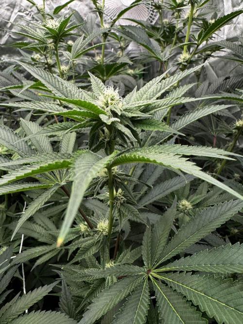 winter wonderland. Week 3 - day 24 | 11/7