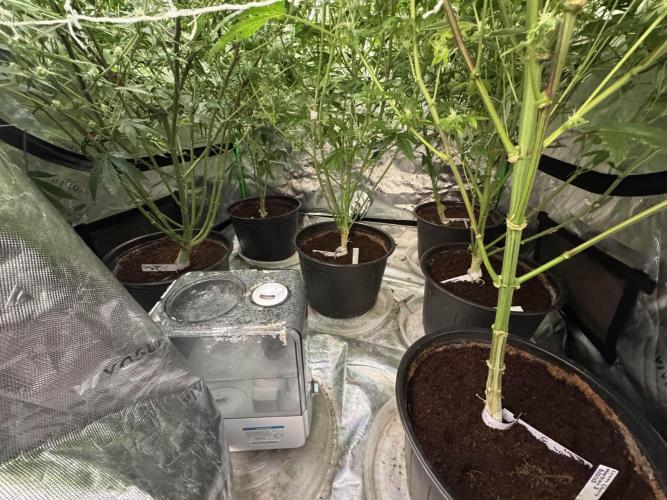 winter wonderland. Week 4 - 29 days | 11/12/25