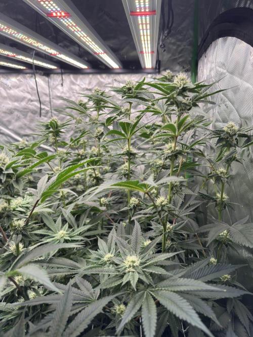 winter wonderland. Week 4 - 29 days | 11/12/25