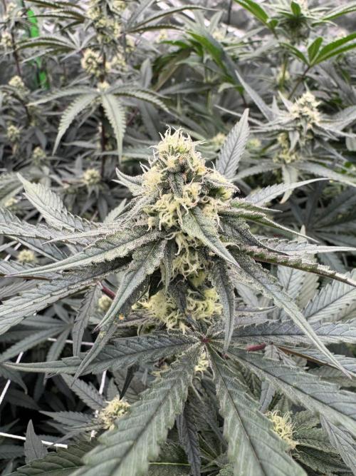 winter wonderland. Week 4 - 29 days | 11/12/25