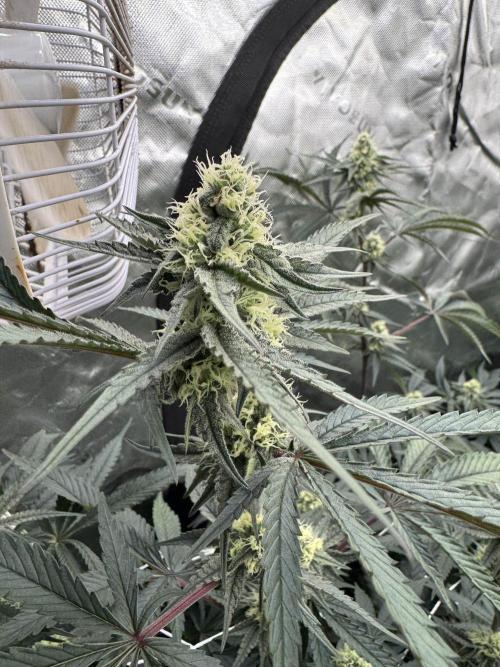 winter wonderland. Week 4 - 29 days | 11/12/25