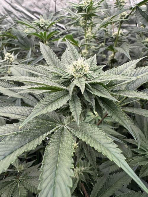 winter wonderland. Week 4 - 29 days | 11/12/25