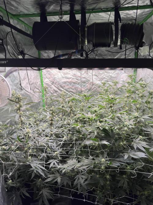 winter wonderland. Week 4 - 29 days | 11/12/25