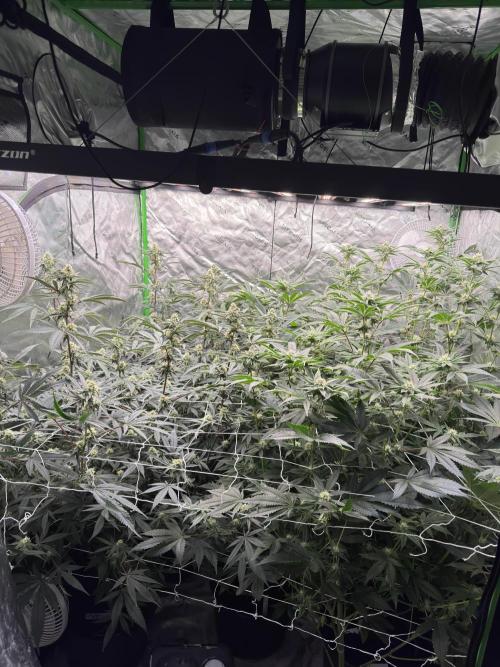 winter wonderland. Week 4 - 29 days | 11/12/25