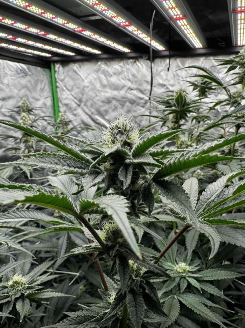 winter wonderland. Week 4 - 32 days | 11/15