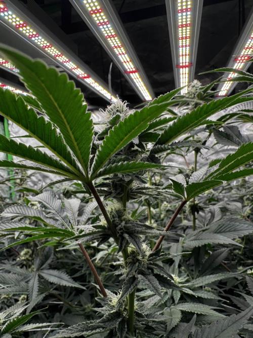 winter wonderland. Week 4 - 32 days | 11/15