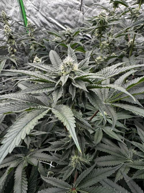 winter wonderland. Week 4 - 32 days | 11/15