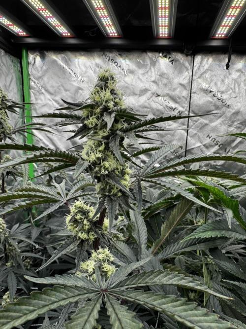 winter wonderland. Week 4 - 32 days | 11/15