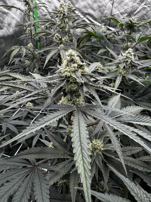 winter wonderland. Week 4 - 32 days | 11/15