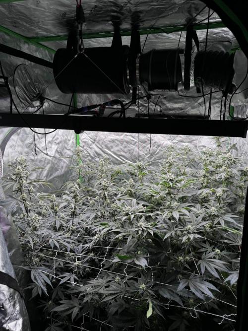 winter wonderland. Week 4 - 32 days | 11/15