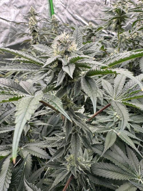 winter wonderland. Week 5 - 36 days | 11/19