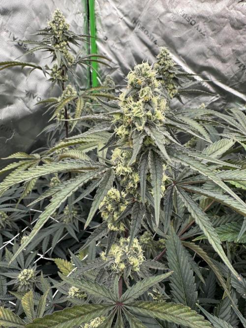 winter wonderland. Week 5 - 36 days | 11/19