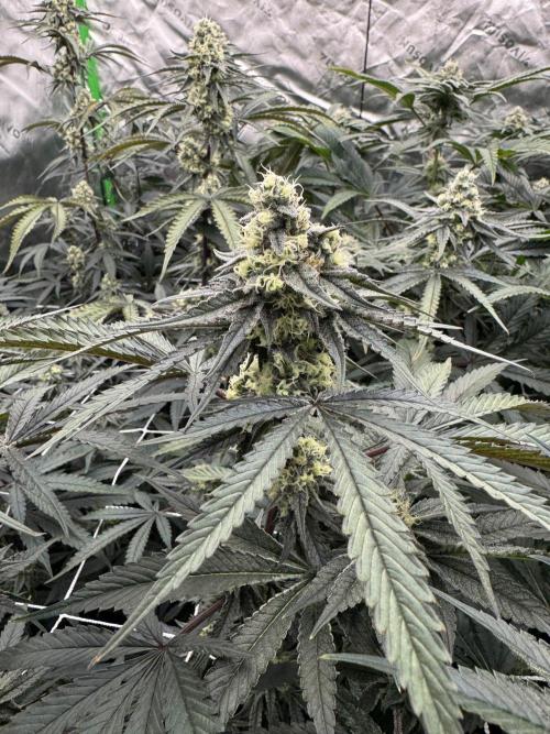 winter wonderland. Week 5 - 36 days | 11/19