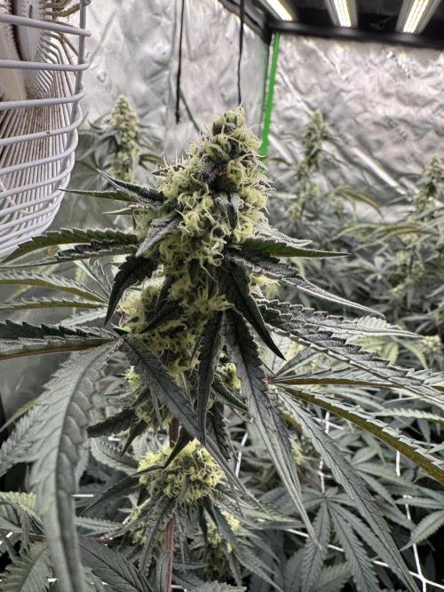 winter wonderland. Week 5 - 36 days | 11/19