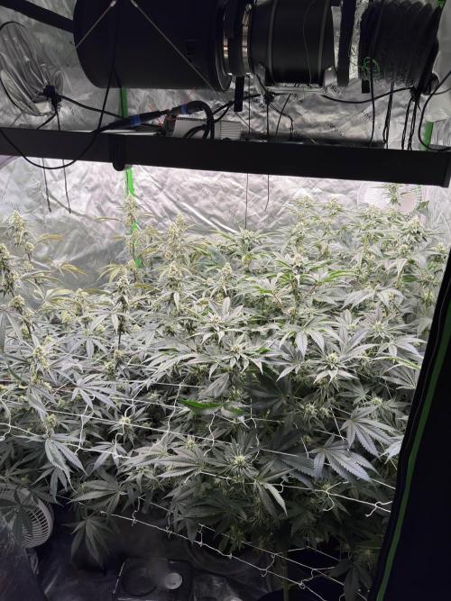 winter wonderland. Week 5 - 36 days | 11/19