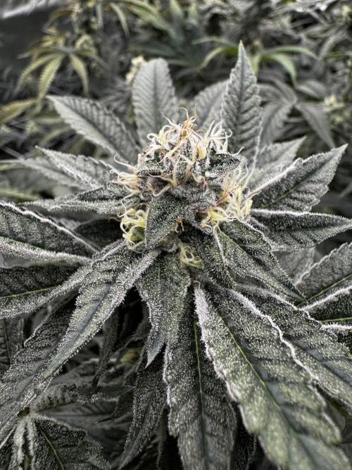 winter wonderland. Week 5 - 40 days | 11/23