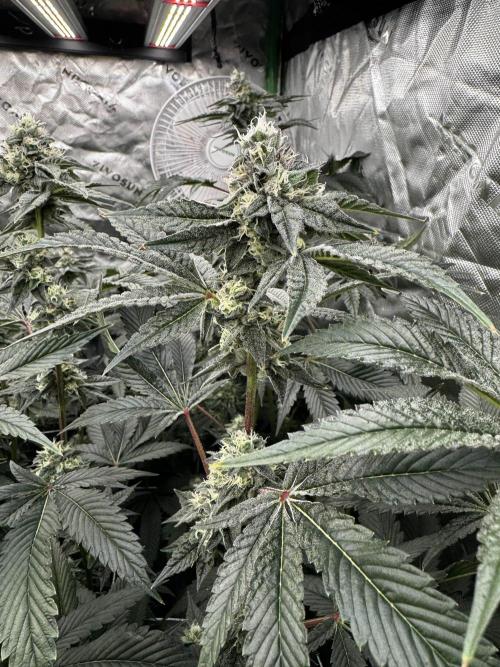 winter wonderland. Week 5 - 40 days | 11/23