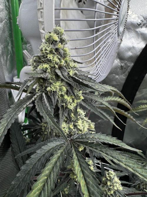 winter wonderland. Week 5 - 40 days | 11/23