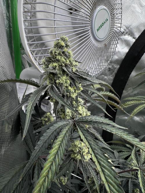 winter wonderland. Week 5 - 40 days | 11/23