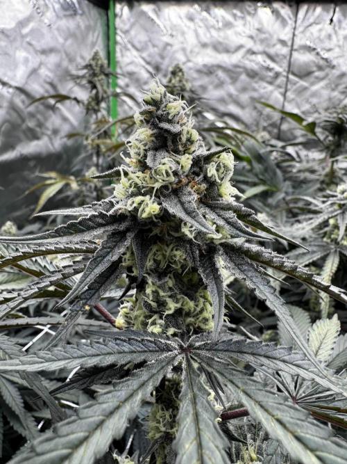 winter wonderland. Week 5 - 40 days | 11/23