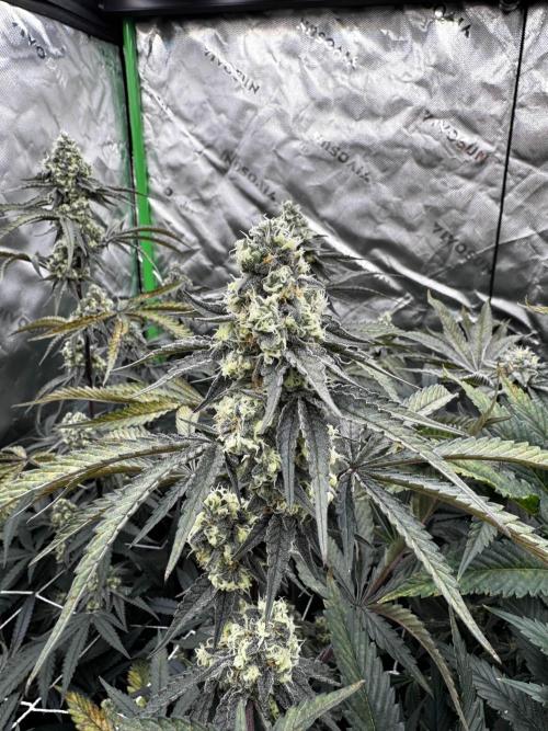 winter wonderland. Week 5 - 40 days | 11/23