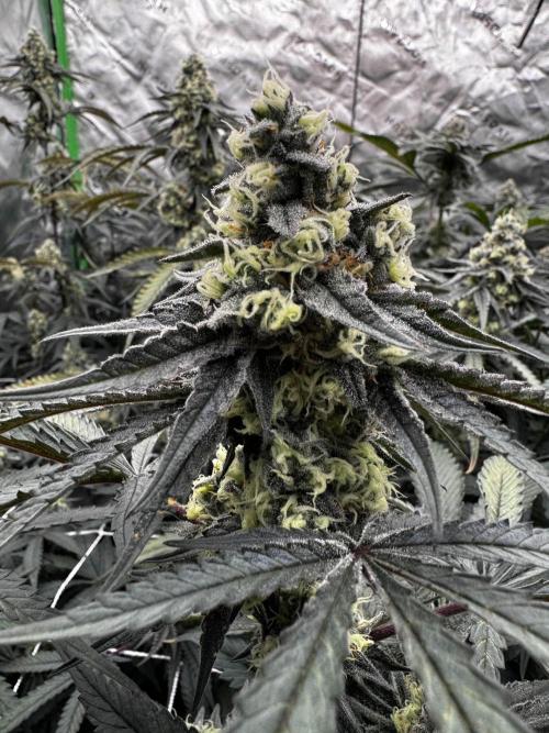 winter wonderland. Week 5 - 40 days | 11/23