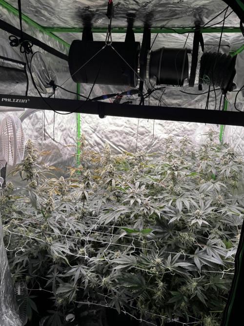 winter wonderland. Week 6 - day 43 | 11/26