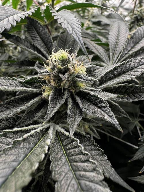 winter wonderland. Week 6 - day 43 | 11/26