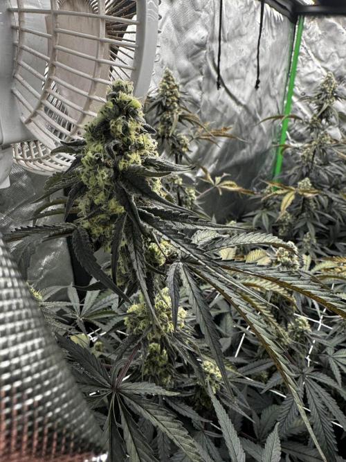 winter wonderland. Week 6 - day 43 | 11/26