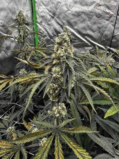 winter wonderland. Week 6 - day 43 | 11/26