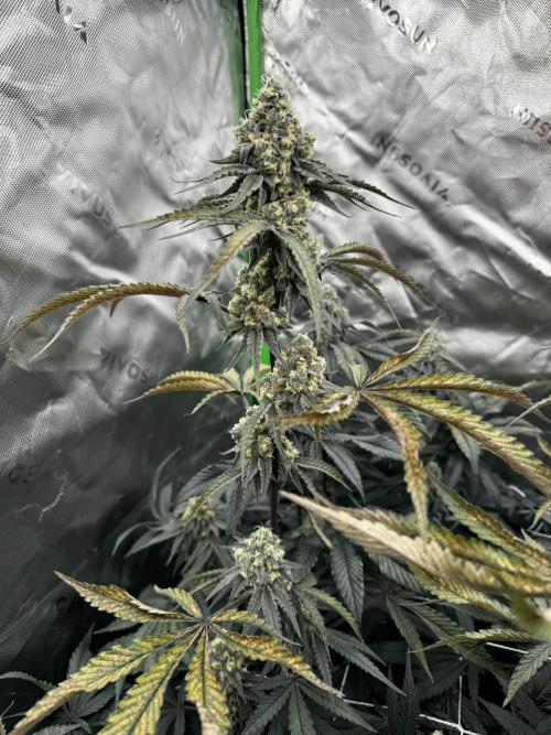 winter wonderland. Week 6 - day 43 | 11/26