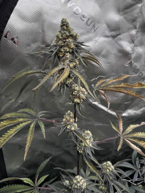 winter wonderland. Week 6 - day 43 | 11/26