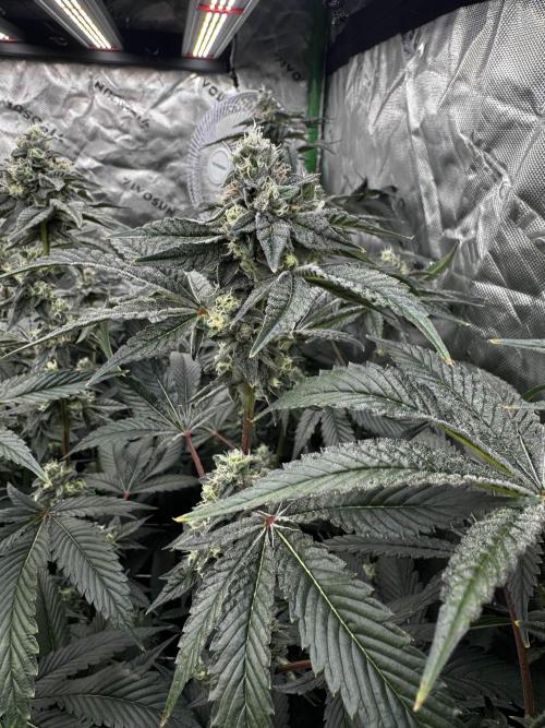 winter wonderland. Week 6 - day 43 | 11/26