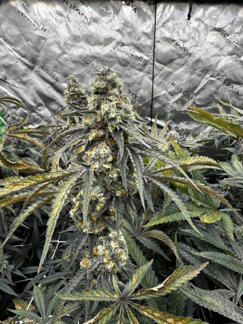 winter wonderland. Week 6 - day 46 | 11/29