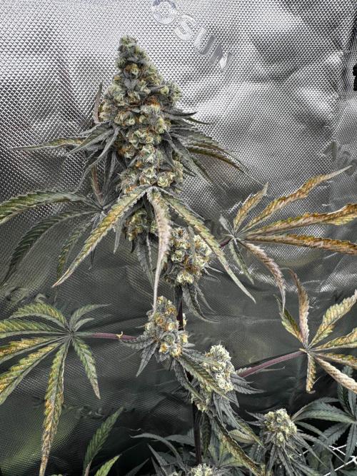 winter wonderland. Week 6 - day 46 | 11/29