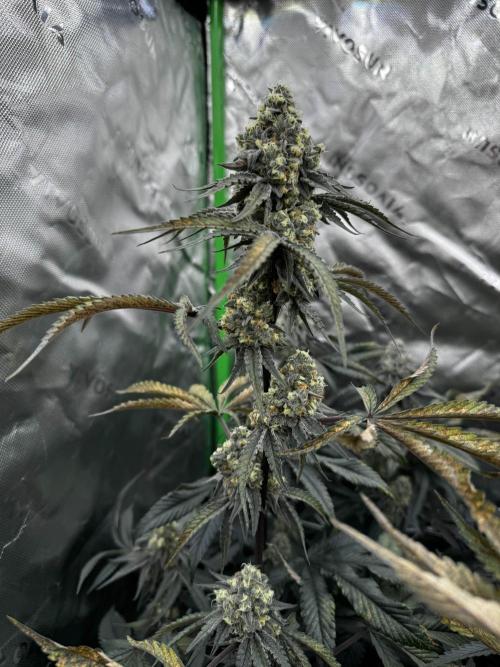 winter wonderland. Week 6 - day 46 | 11/29