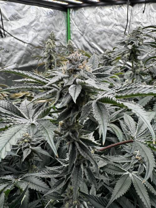 winter wonderland. Week 6 - day 46 | 11/29