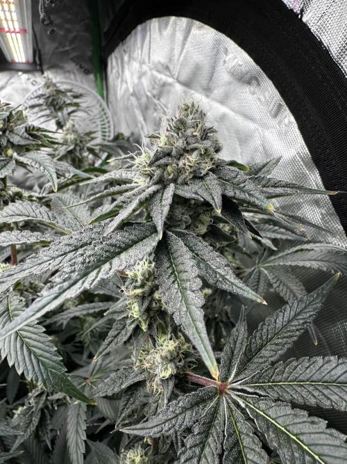 winter wonderland. Week 6 - day 46 | 11/29