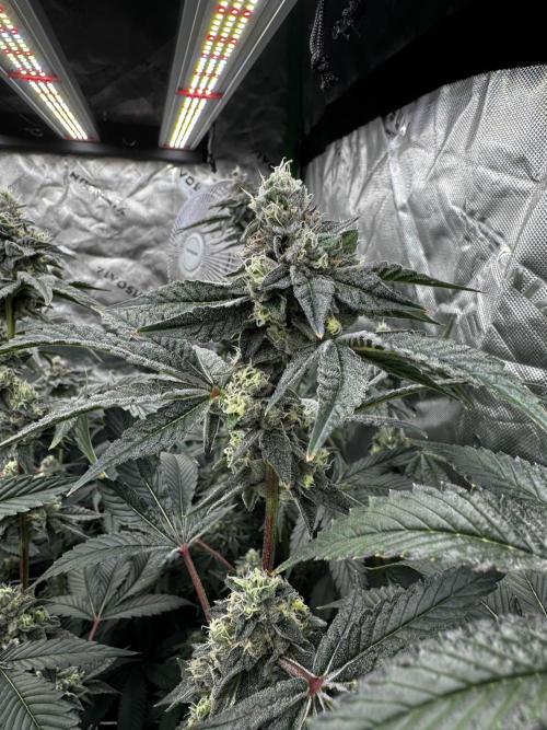 winter wonderland. Week 6 - day 46 | 11/29