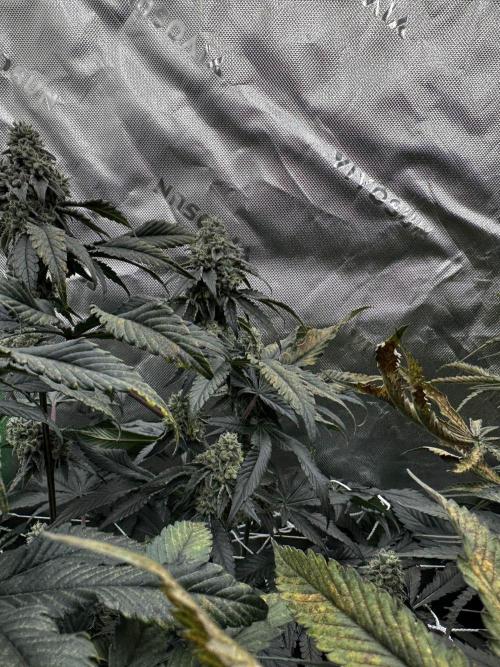 winter wonderland. Week 6 - day 46 | 11/29