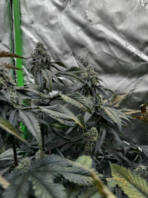 winter wonderland. Week 6 - day 46 | 11/29