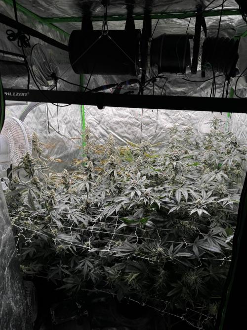 winter wonderland. Week 6 - day 46 | 11/29