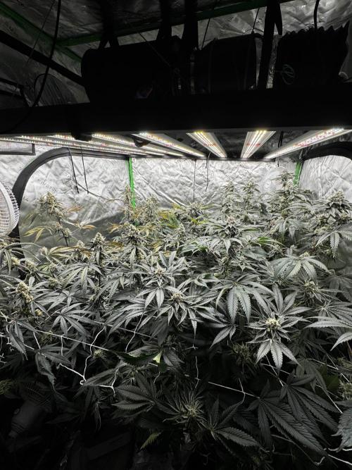 winter wonderland. Week 6 - day 46 | 11/29