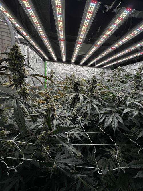 winter wonderland. Week 6 - day 46 | 11/29