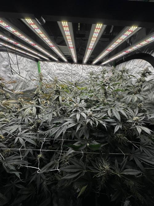 winter wonderland. Week 6 - day 46 | 11/29