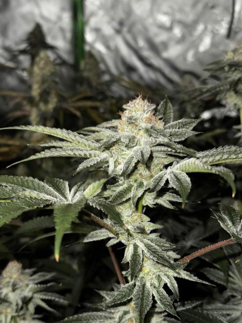 winter wonderland. Week 6 - day 48 | 12/1