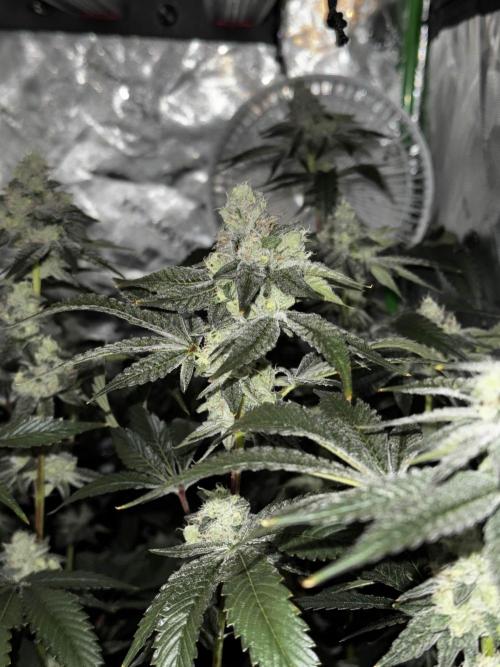 winter wonderland. Week 6 - day 48 | 12/1