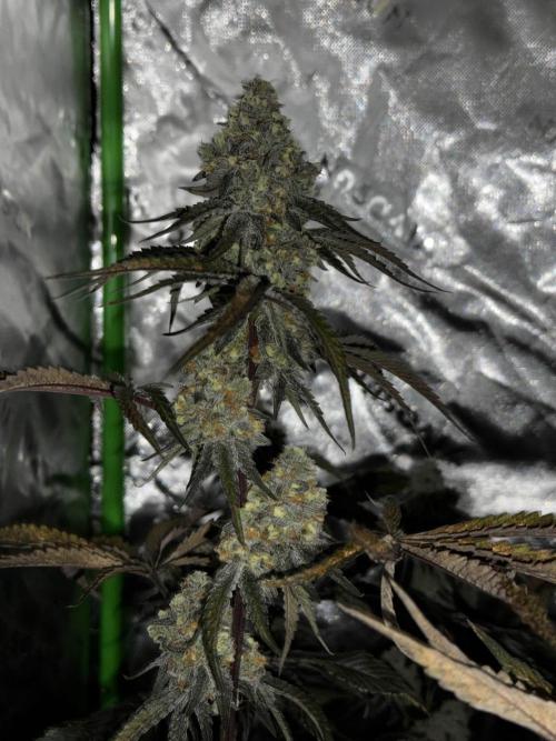 winter wonderland. Week 6 - day 48 | 12/1