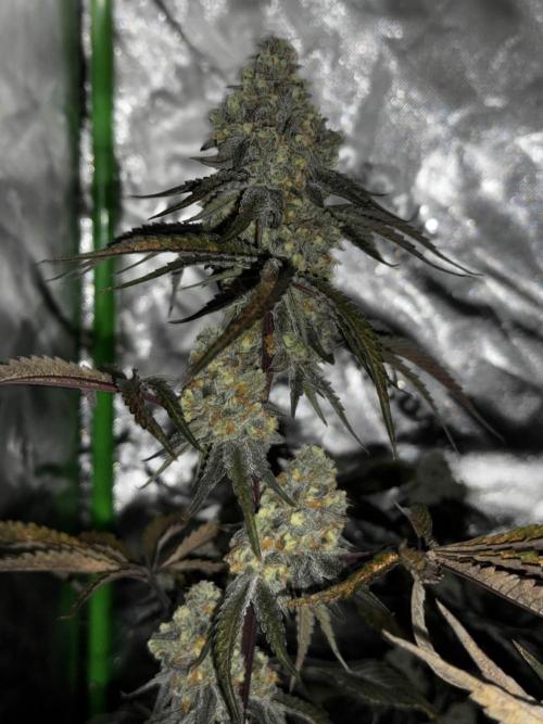 winter wonderland. Week 6 - day 48 | 12/1